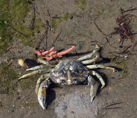 Beach Crab or Green Crab resp.Carcinus maenas while low Tide in Wattenmeer National Park, North Sea,North Frisia,Germany
