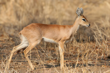 An adult female steenbok (Raphicerus campestris) photographed in its natural habitat
