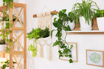Naklejka premium Different potted houseplants hanging on wall indoors