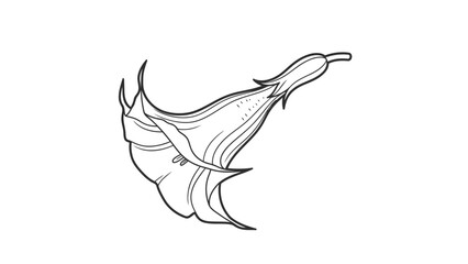 Stylized line art drawing of a trumpet-shaped flower, botanical illustration. isolated on white background, Vector