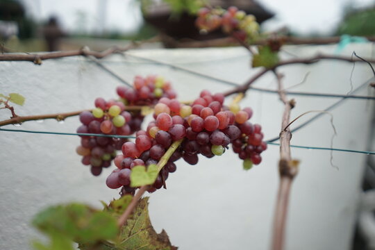 Close-up of Ripening Red and Green Grapes on the Vine After Rain - Powered by Adobe