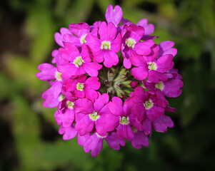A vibrant macro close-up of a pink verbena in full bloom, showcasing delicate details of the petals and floral center with excellent sharpness. 