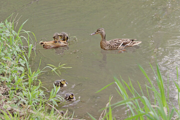 Promenade en famille