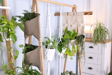 Different potted houseplants hanging from rack indoors