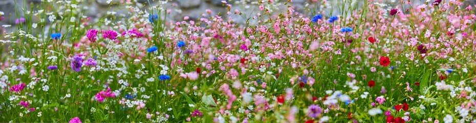 Obraz premium Schöne bunte blühende Wiese mit Wildblumen, im Panoramaformat, (Nahaufnahme).