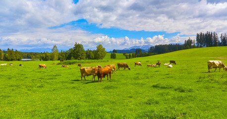 Schöne bayerische Landschaft, mit einer Kuhweide,  in der Nähe der Ortschaft “Seeg im...