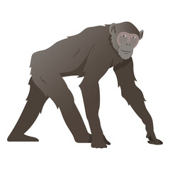 Chimpanzee monkey illustration chimpanzee