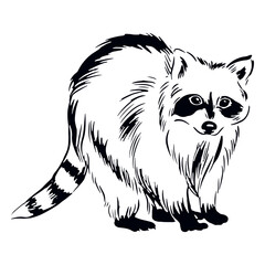 Cute raccoon hand drawn © Vexels