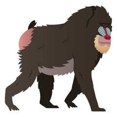 Mandrill monkey illustration mandrill