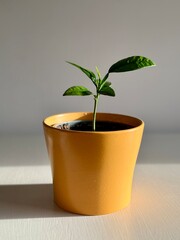 Young citrus (lemon) seedling growing in soil inside a yellow pot, lit by sunlight against a plain background. Minimalist indoor plant concept.