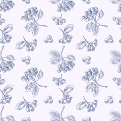 Seamless aronia branch pattern. Hand drawn botanical vector illustration