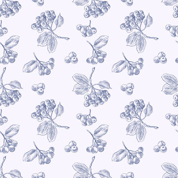 Seamless aronia branch pattern. Hand drawn botanical vector illustration