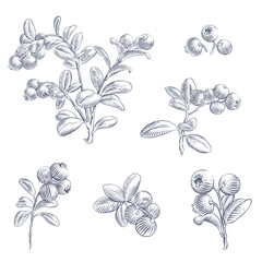 Lingonberry branches. Hand drawn botanical vector illustration in engraving style
