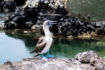 Blue Footed Booby - Blaufußtölpel 