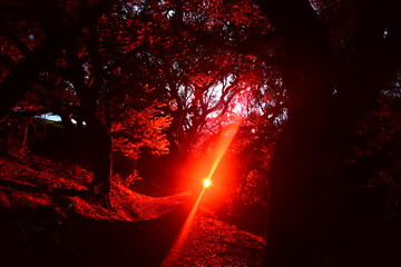 Ominous red glow and moon light through the night trees