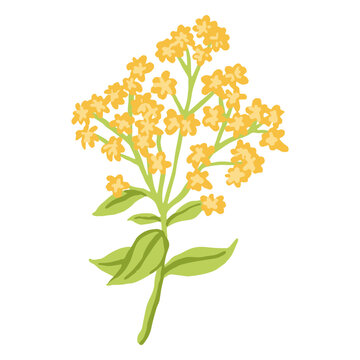 Yellow aconite flower bouquet