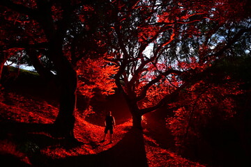 Ominous red glow and moon light through the night trees