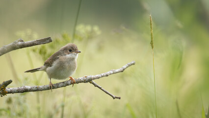Common Chiffchaff