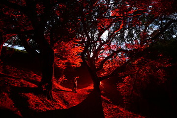 Ominous red glow and moon light through the night trees
