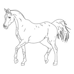 Realistic horse hand-drawn