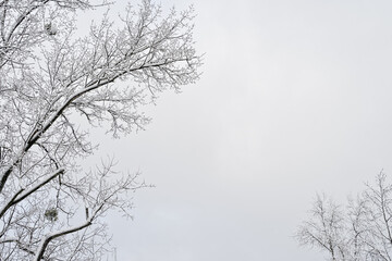 Obraz premium Winter tree with snow