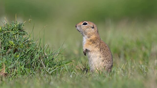 An Anatolian Ground Squirrel (Spermophilus xanthoprymnus) stands alert in its natural habitat, perched beside a bush.