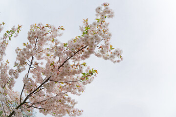 Cherry tree blossom