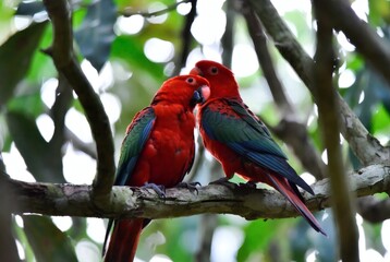 Two vivid red parrots perch closely on a textured forest branch, framed by lush green foliage and dappled sunlight.