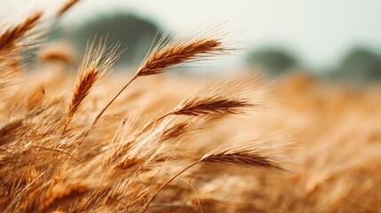 Fototapeta premium Golden Wheat Field at Sunset: Agriculture, Harvest, and Rural Landscape Scenery