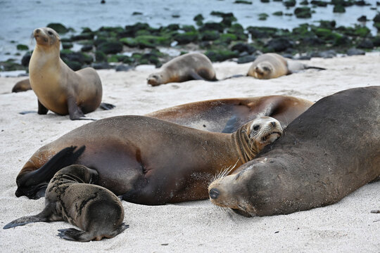 Seel&ouml;wen Kollonie auf der Insel Sankt Cristobal am Strand La Loberia