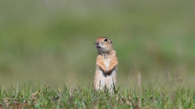 The Anatolian Ground Squirrel (Spermophilus xanthoprymnus) stands among the lush green grass, carefully surveying its surroundings.