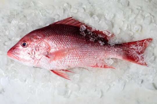 Red Snapper on Ice