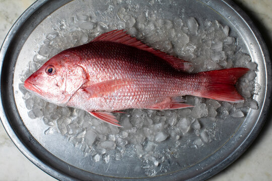 Red Snapper on Ice