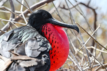 Männlicher Prachtfregattvogel mit dem typischen ,gebogenen, spitzen, langen Schnabel - Der rote, aufgeblasene  Kehlsack  demonstriert die Paarungsbereitschaft und ist Teil des Balzverhaltens
