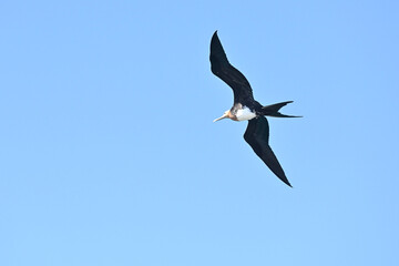  Prachtfregattvogel , auch Magnificent Frigate Bird
