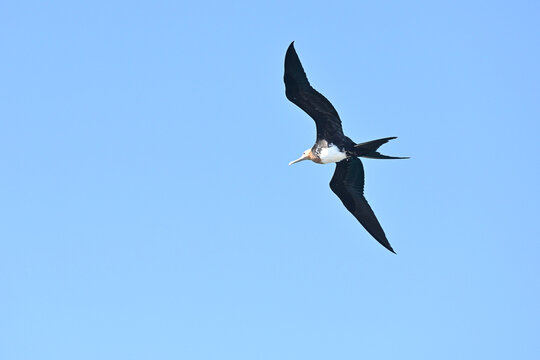  Prachtfregattvogel , auch Magnificent Frigate Bird