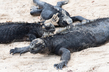 Geschützte Tierart - endemisch auf den Galapagosinseln vorkommende Tierart
