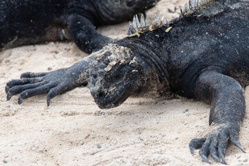 Furchteinflößende Wasserechse am Strand der Insel Isabela, Galapagos