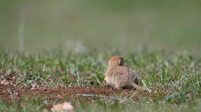 The Anatolian Ground Squirrel (Spermophilus xanthoprymnus) moves quickly among the grasses in search of food.