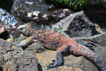 Endemisch vorkommende Meerechse auf den Galapagos Inseln mit rot gefärbter  Haut- Die Rotfärbung der ansonsten dunklen Leguane signalisiert Paarungsbereitschaft 