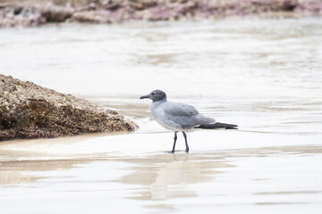 Eine Galapagos Taube am Strand von Isabela, eine  auf den Galapagos endemisch vorkommende Vogelart