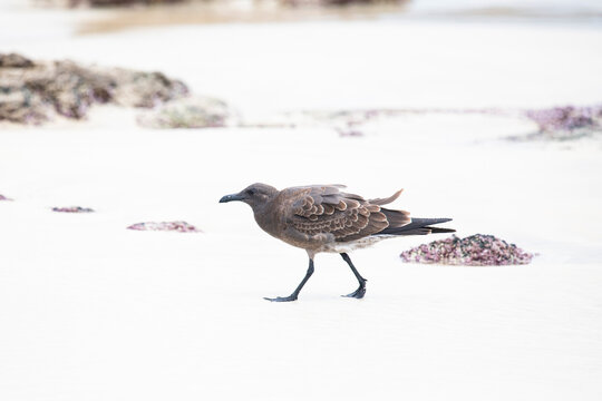 Eine Galapagos Taube am Strand, eine endemisch vorkommende Vogelart
