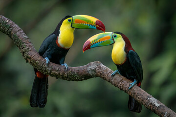 Naklejka premium Vibrant Keel-Billed Toucans: Mating Pair on Branch