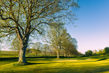 Obraz premium Line of trees lit by spring sun and colourful grassland and sky. Beverley, UK.