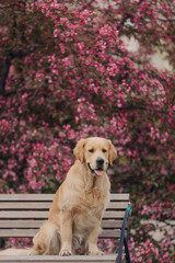 A golden retriever walks outside in the flowers of a pink apple tree. Pet store advertising.Active recreation, playing with dogs. A family dog. Shelters and pet stores