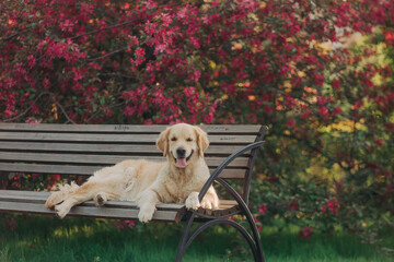 A golden retriever walks outside in the flowers of a pink apple tree. Pet store advertising.Active...