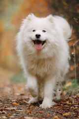 Samoyeds walking in the park in autumn
