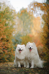 Two Samoyeds walking in the park in autumn