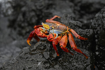 Clöse Up eines zehnbeinigen Krebses - Galapagos Insel  Sankt Cristobal - Es gibt 15 000 Krebstierarten  auf der Erde