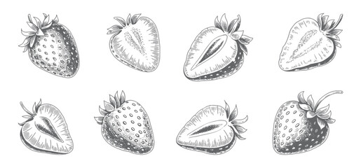 Vintage sliced strawberry illustration with detailed linework. Hand Drawn Strawberry Line Art Vector Illustration.